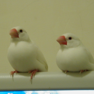 文鳥在螢幕上取暖 (2005/01/27)