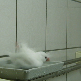 小文鳥洗澡 (2005/01/05)