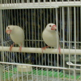 文鳥新鳥籠 (2005-03-13)