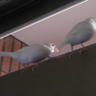 白文在鳥仔衣物房間玩 (2005/04/05)