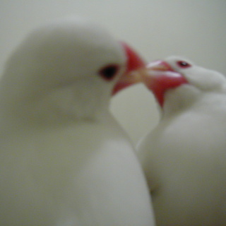 兩歲半手養文鳥 (2.5 year, 2006/Feb)